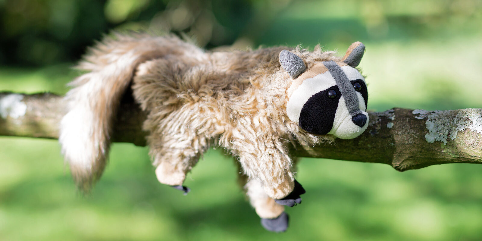 Willi Waschbär_Blickwinkel Fotografie